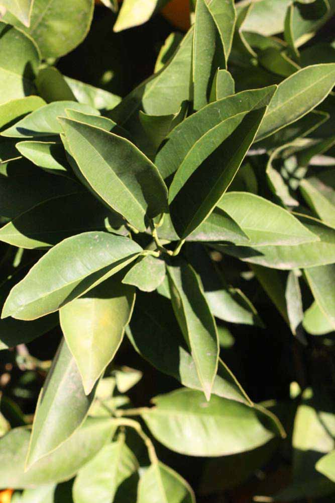            Sun leaves (Riverside, CA)   